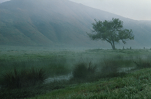 tree in field