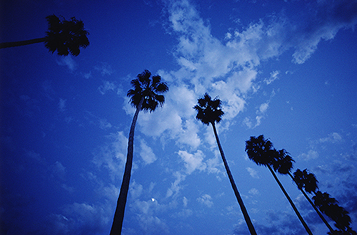 palm trees