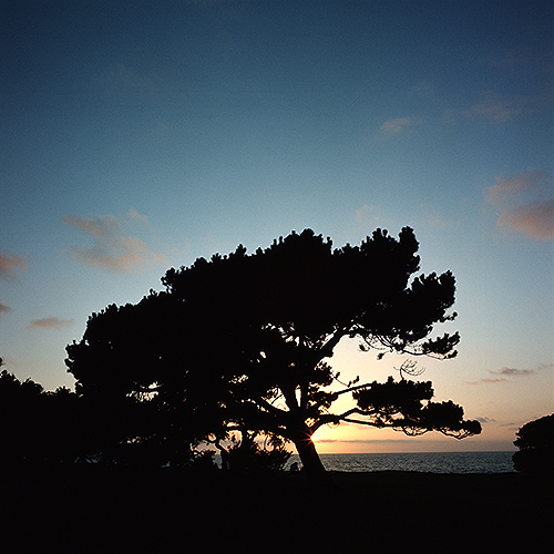 Torrey pine