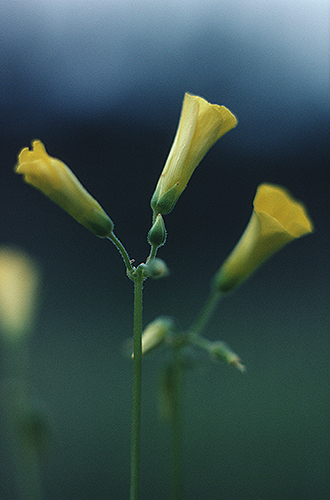 yellow flower