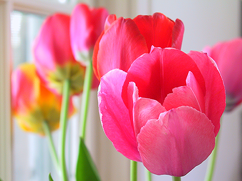 tulips