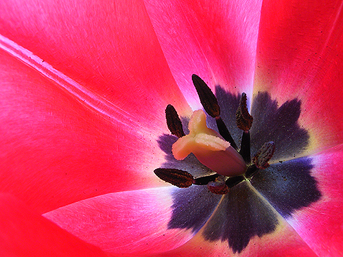 pistil and stamen of a tulip