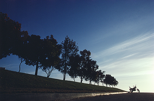 row of trees